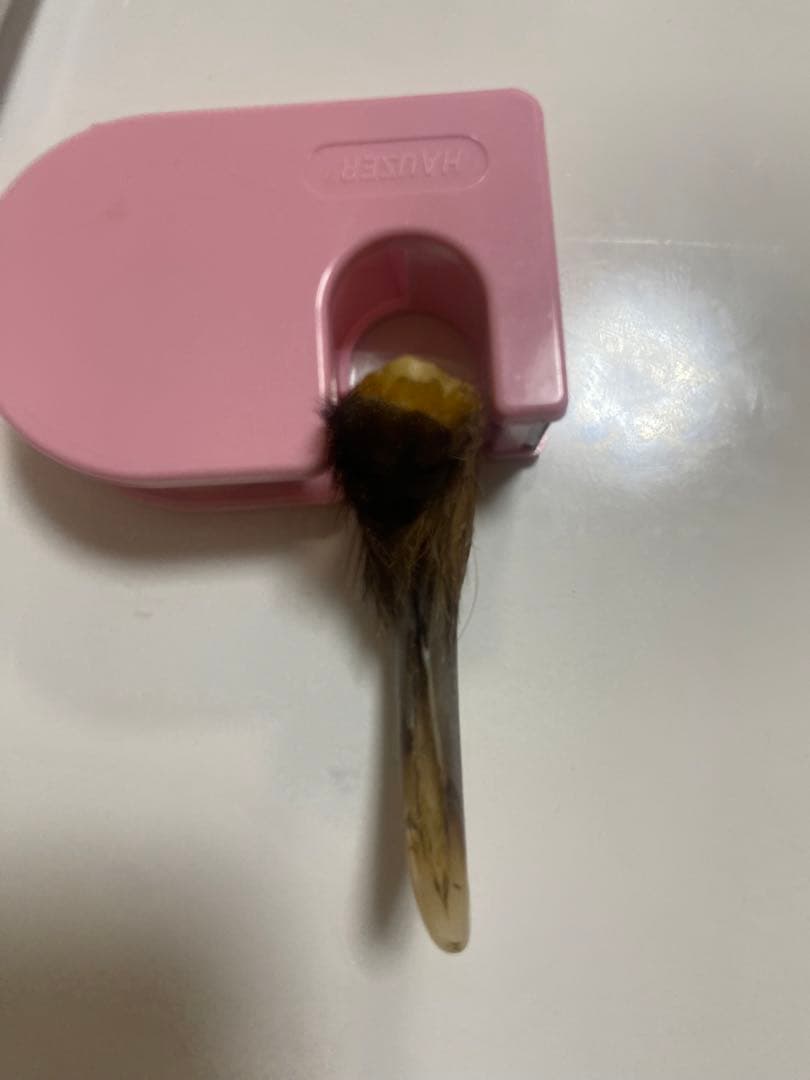 熊の爪　熊爪　巨大ヒグマ熊爪　送料無料