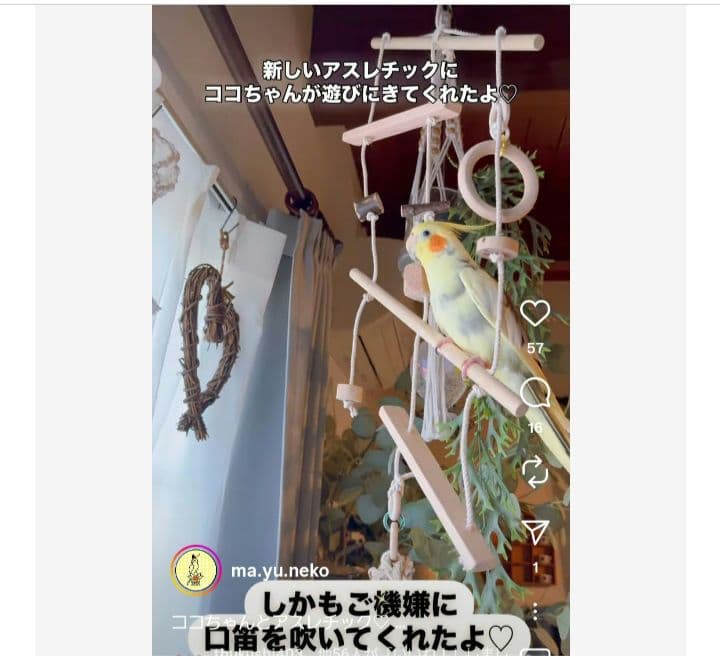 101　インコ　ミニアスレチック　吊り下げセット！　ブランコ　止まり木