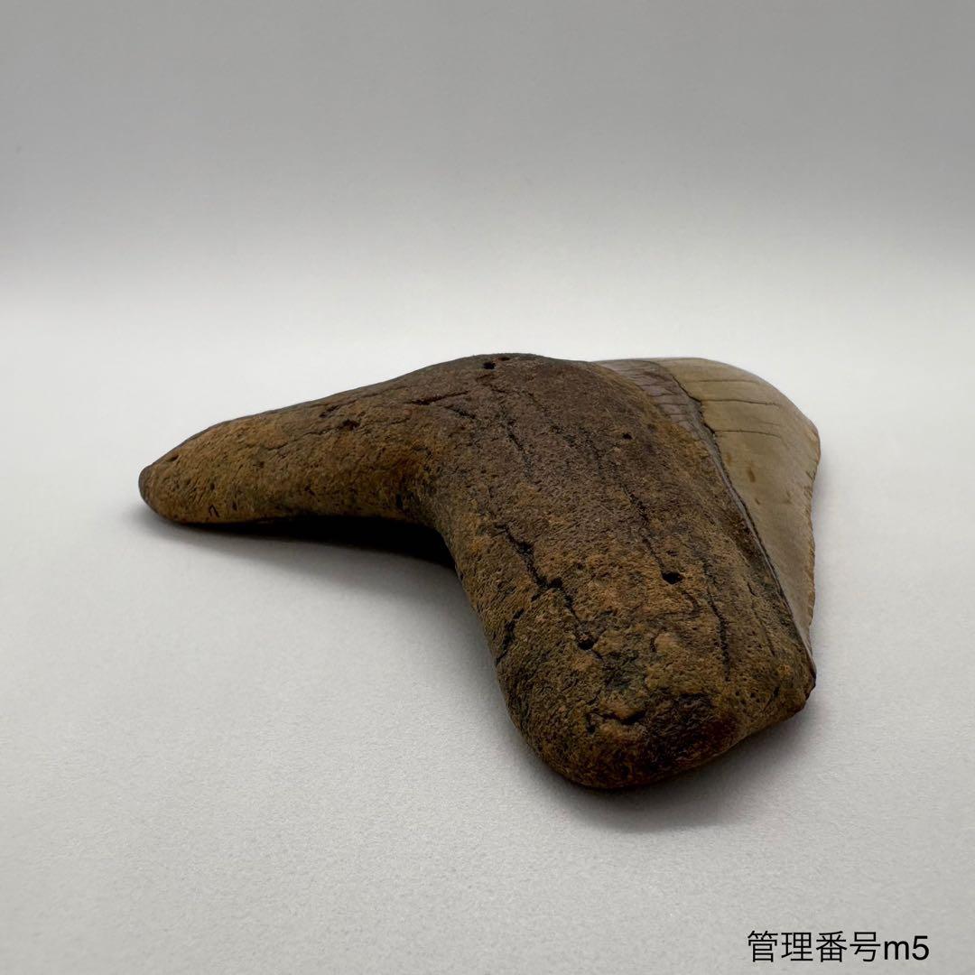 本物　メガロドンの歯　化石　サメ　9.5cm アメリカ合衆国