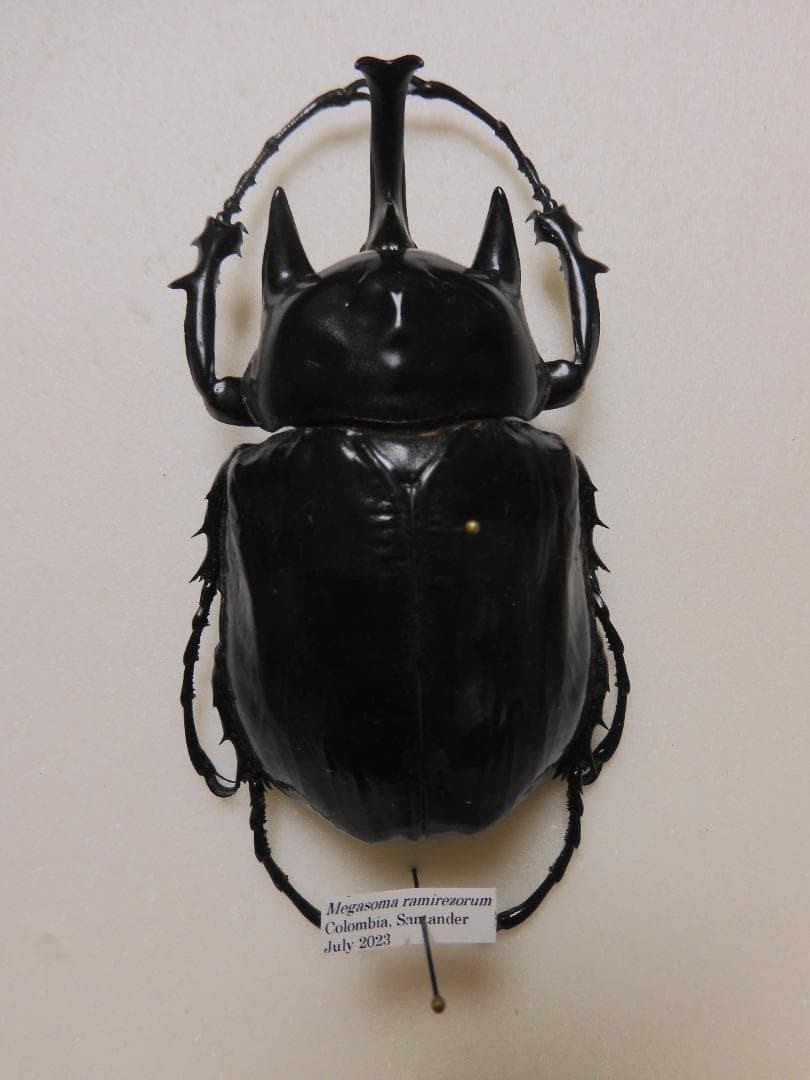 コロンビア産　ラミレスゾウカブト　90mm