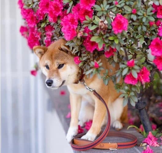 スペイン製 高級犬用リードと首輪セットBaseball Red（小型犬 中型犬）