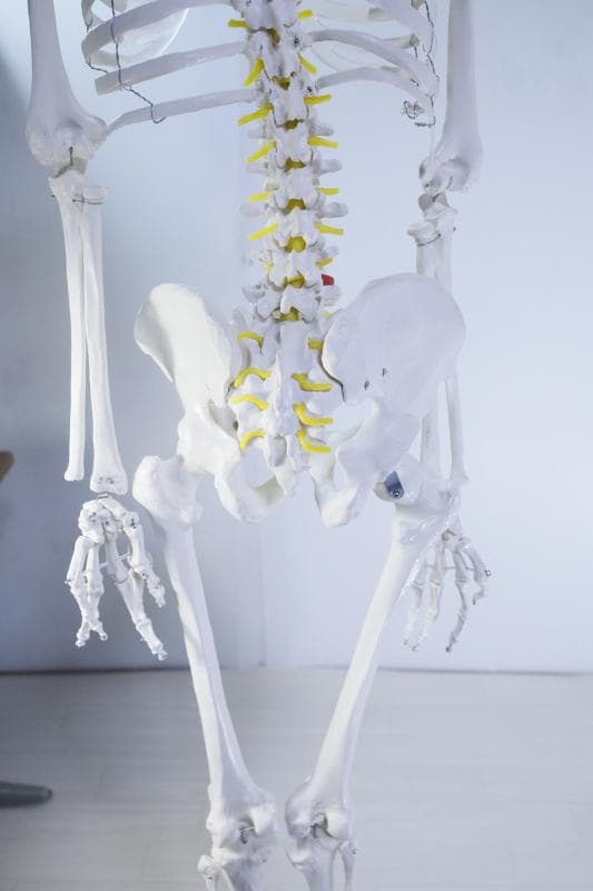 ◆骨格模型 人体模型 等身大　ヒューマンスカル 整体医学理科