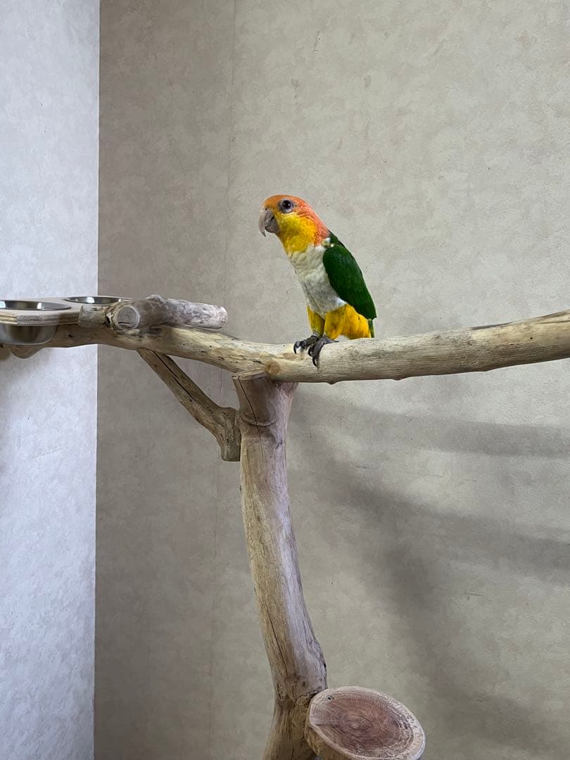 tarog13！大型インコオウム止まり木オウムスタンドパーチ