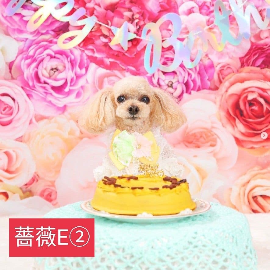 業務用　トリミングチョーカー　バレンタインリボン　苺　いちご　背景布　セット