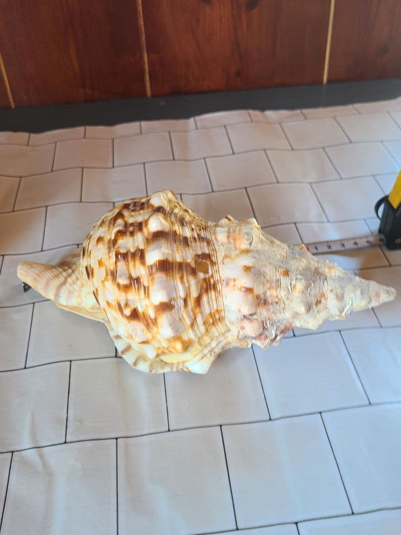 五島列島!特大! 貝殻　貝　標本　コレクション　タカラガイ　アンティーク　化石