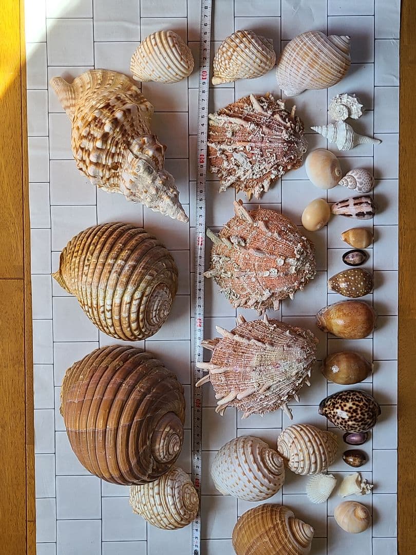 五島列島!特大! 貝殻　貝　標本　コレクション　タカラガイ　アンティーク　化石