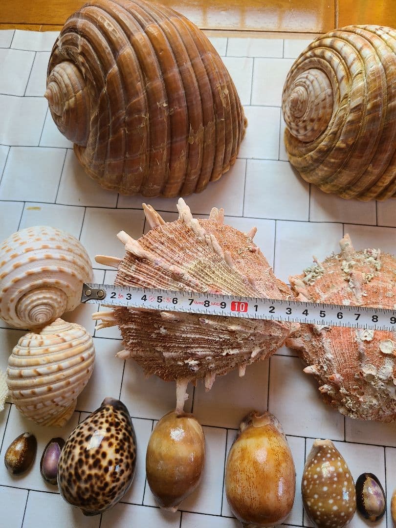 五島列島!特大! 貝殻　貝　標本　コレクション　タカラガイ　アンティーク　化石