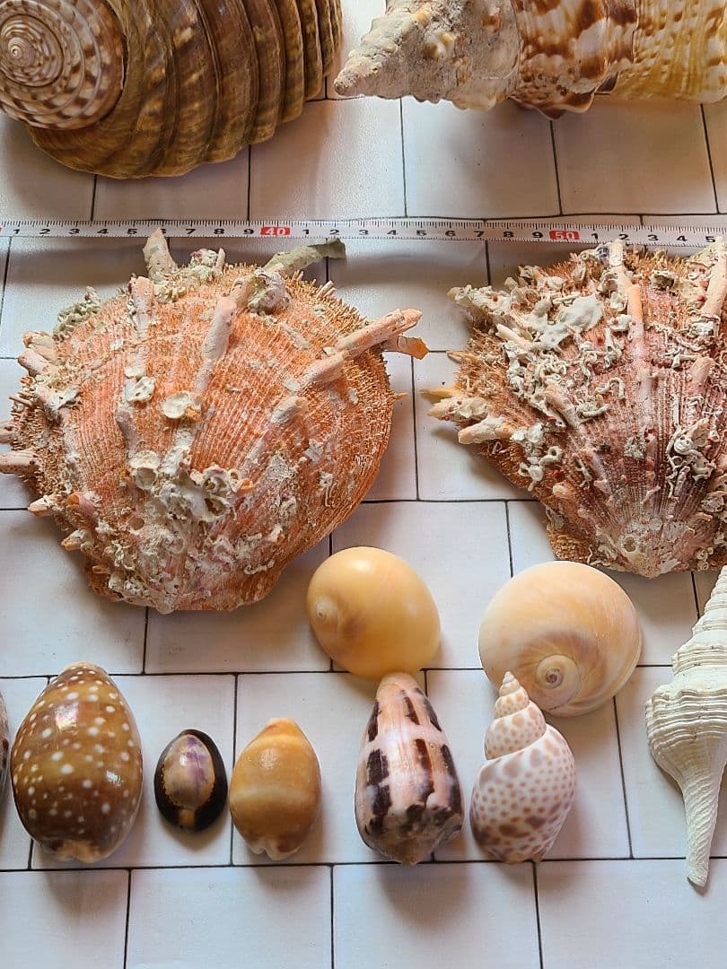 五島列島!特大! 貝殻　貝　標本　コレクション　タカラガイ　アンティーク　化石