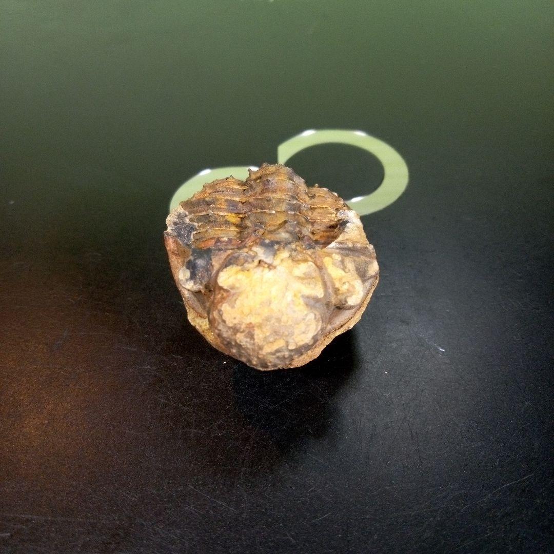 三葉虫　化石　fossil　ボリビア産　trilobite　海生動物識別③