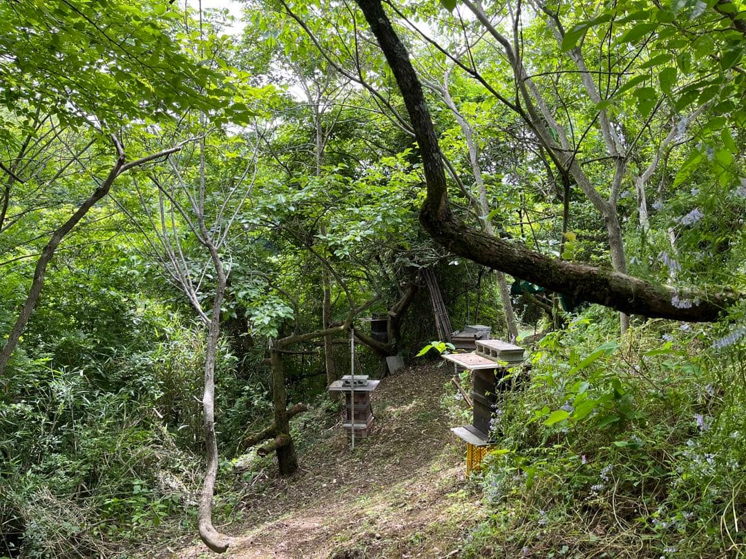 クマ様　日本蜜蜂　はちみつ　3種セット　900g