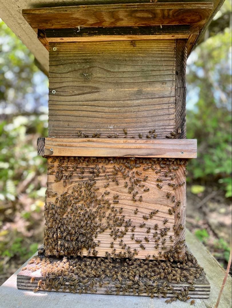 クマ様　日本蜜蜂　はちみつ　3種セット　900g