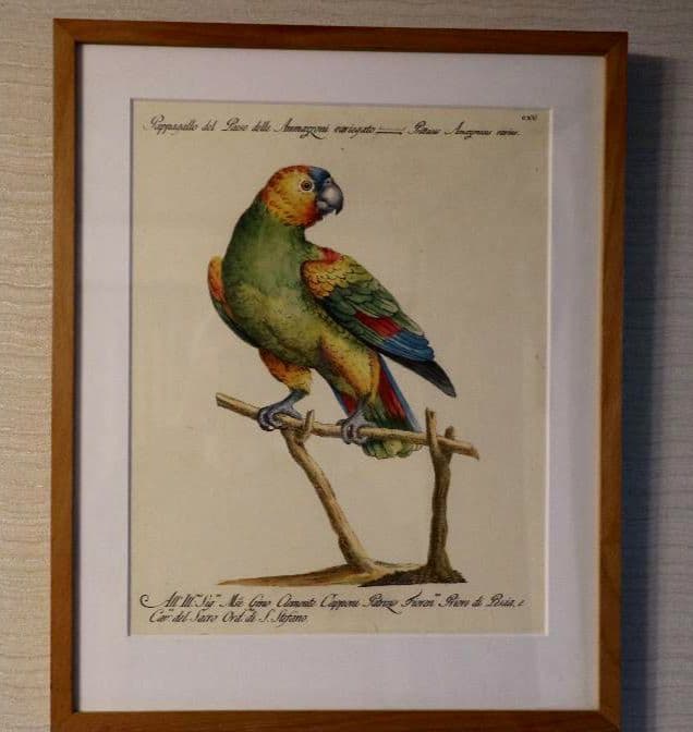 額装品　リプロダクション　S.マネッティ「鸚鵡の図」鳥類図鑑　博物画　美品