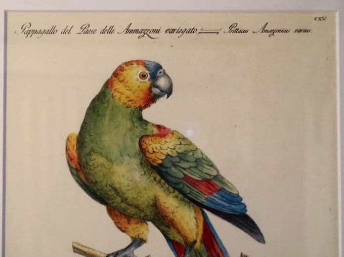 額装品　リプロダクション　S.マネッティ「鸚鵡の図」鳥類図鑑　博物画　美品