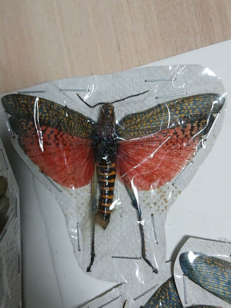 海外標本｜甲虫標本・バッタ標本（昆虫標本）