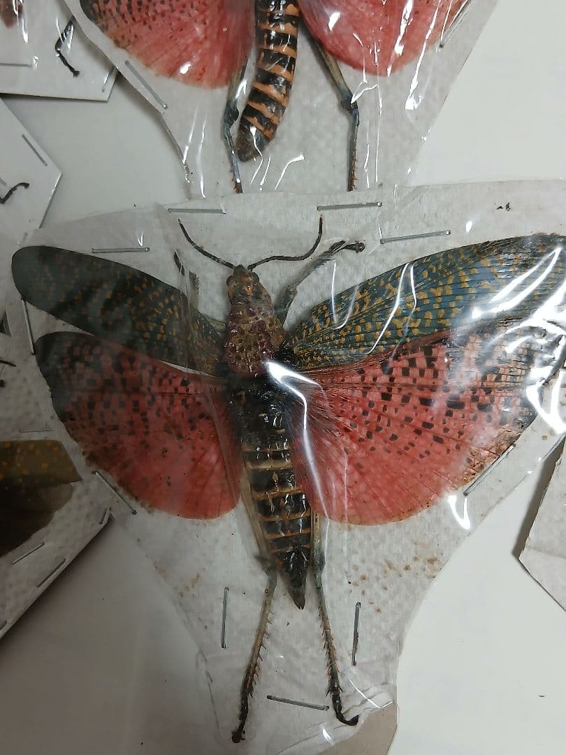 海外標本｜甲虫標本・バッタ標本（昆虫標本）