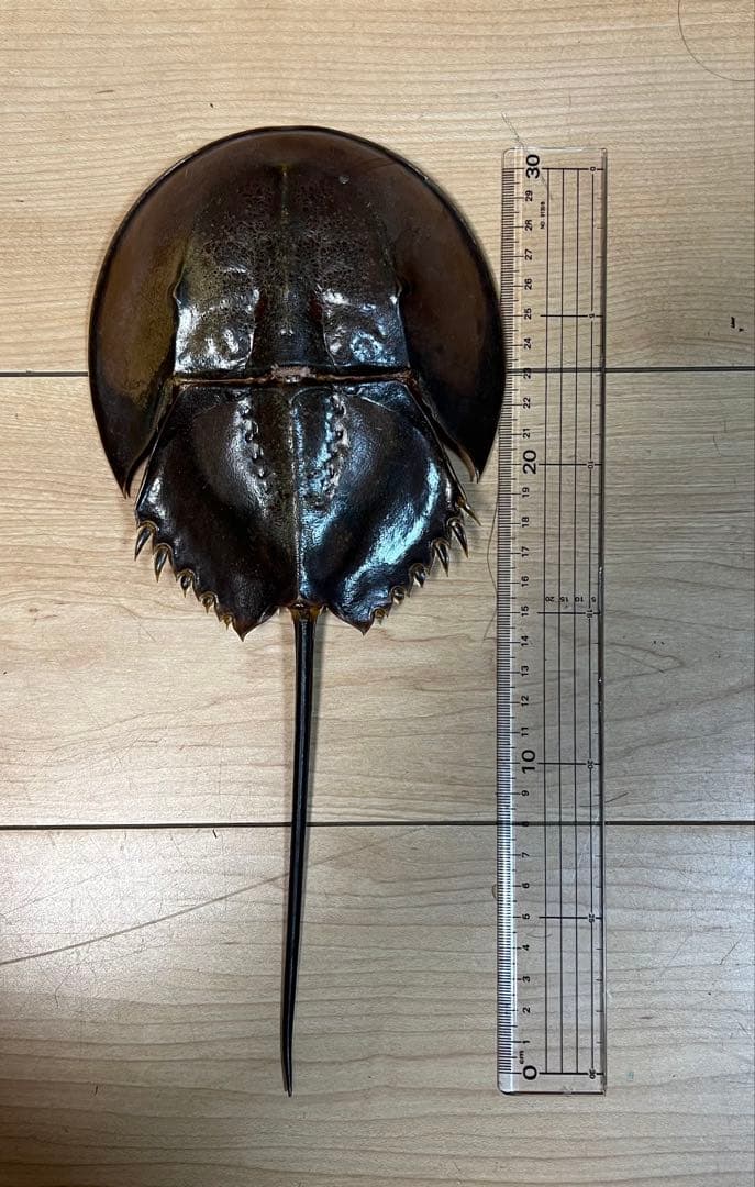 東南アジア産　カブトガニ