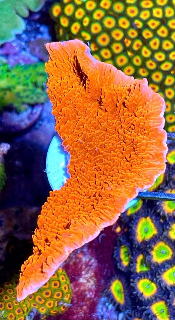 MACO 様　セット