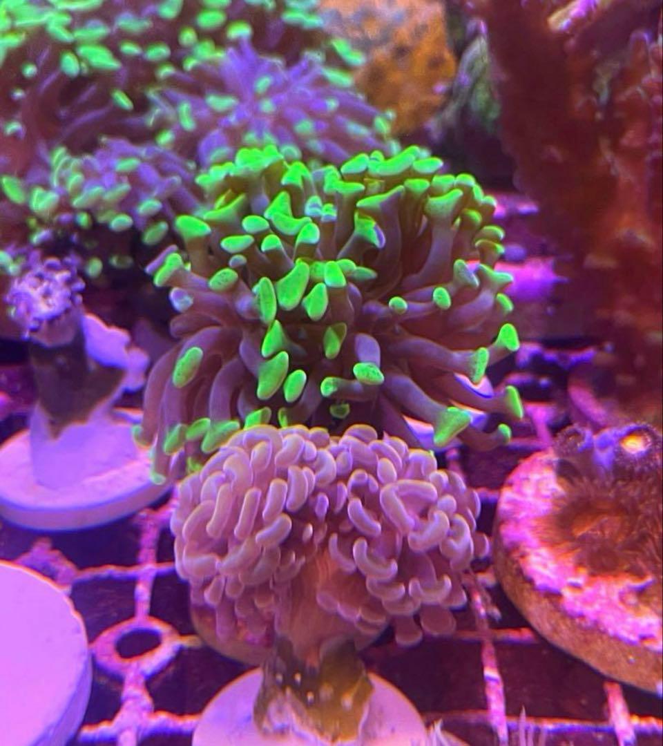 MACO 様　セット