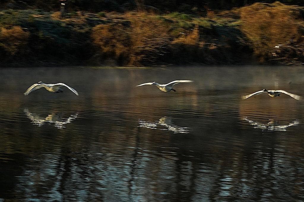 一日一歩シグマ 100-400mm F5-6.3 DG DN OS ソニー