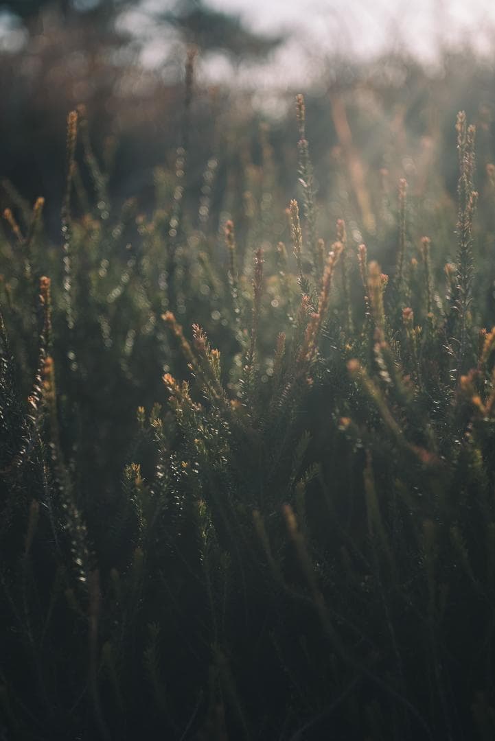 美品！赤エルマーダイヤ入！Redscale Elmar 50mm F3.5