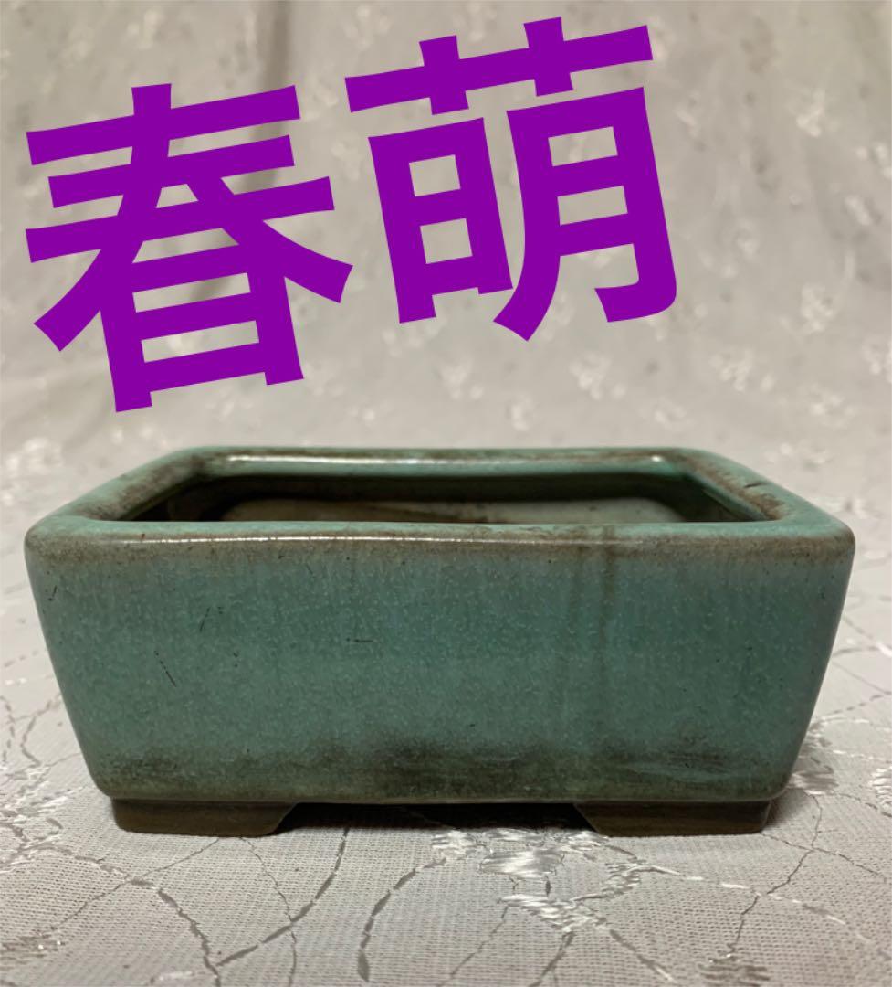 春萌　長方　盆栽鉢