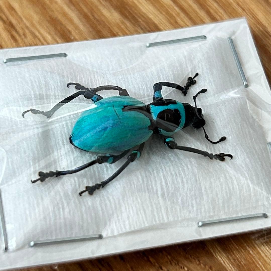 01112 カタゾウムシ　10種セットＢ