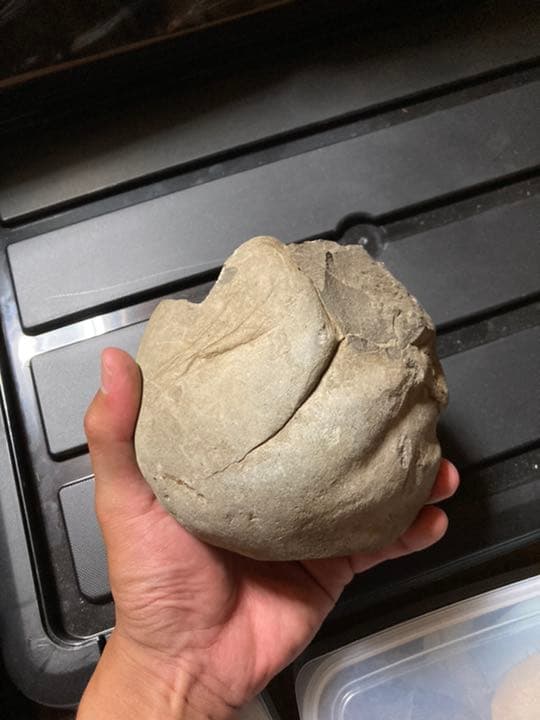 北海道　アンモナイト　テキサナイテス　化石　/ 恐竜　三葉虫　釣り　自由研究