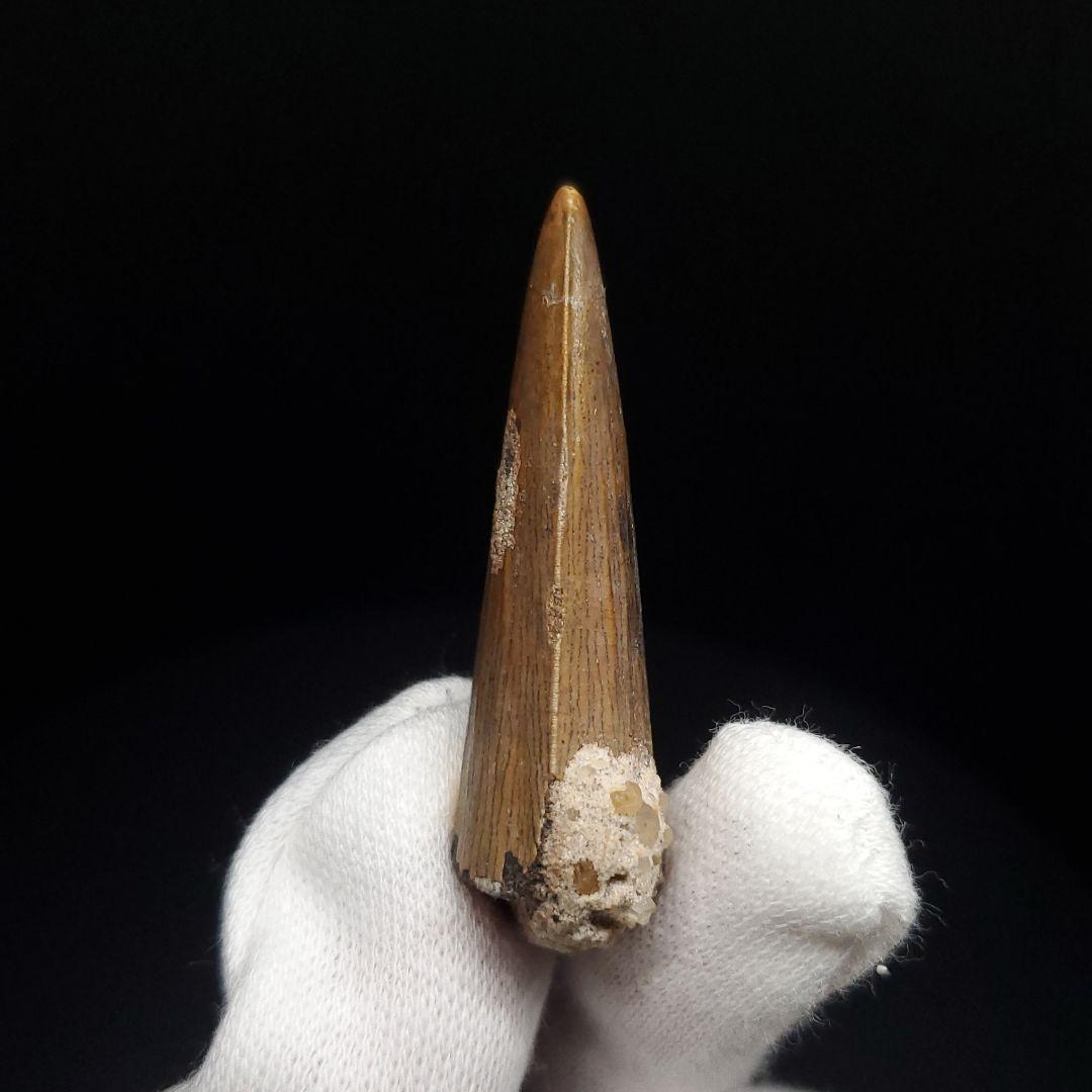 希少 スコミムス 化石 本物 二ジェール産 45.21mm fr145