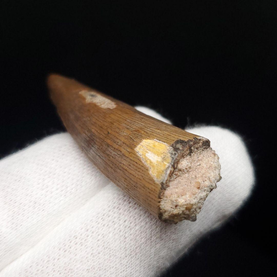 希少 スコミムス 化石 本物 二ジェール産 45.21mm fr145