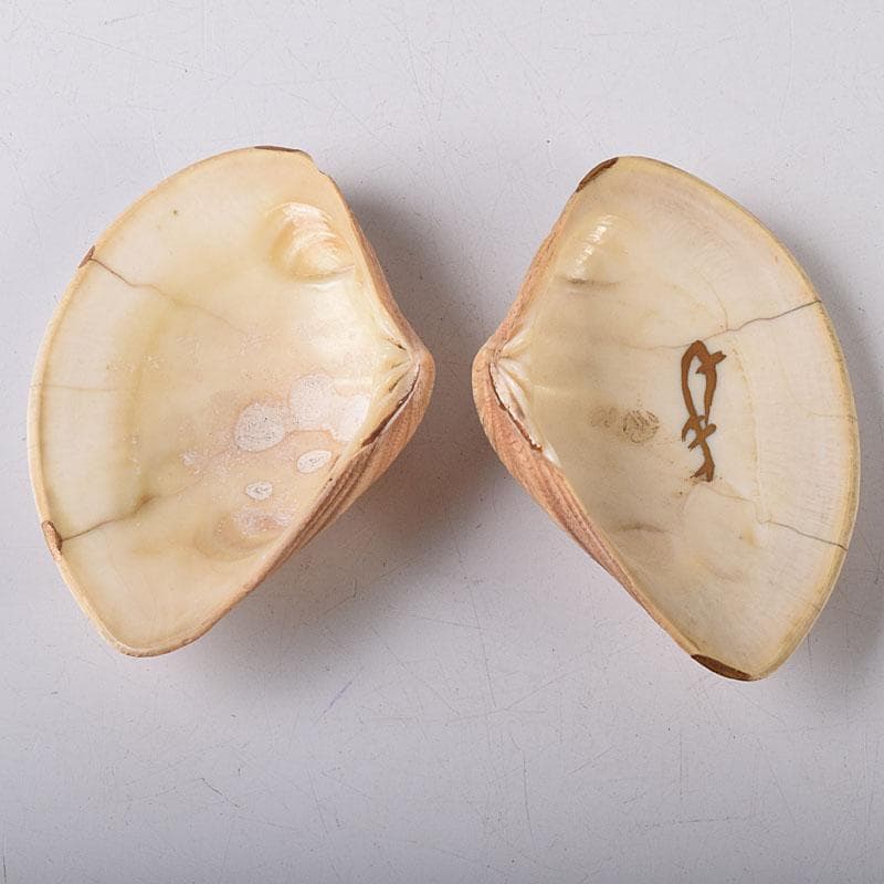 茶道具　金蒔絵　裏千家　十四代　淡々斎花押　あさり香合　時代箱　V　R8470