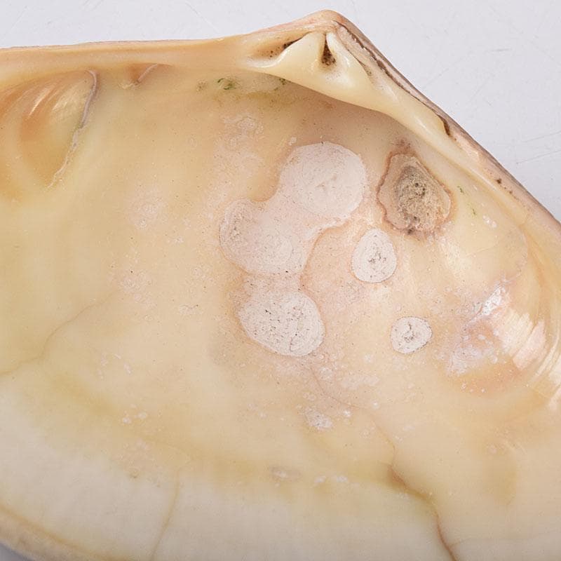 茶道具　金蒔絵　裏千家　十四代　淡々斎花押　あさり香合　時代箱　V　R8470