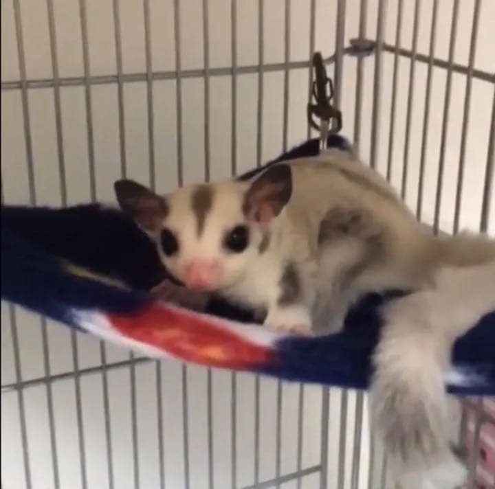 三角コーナーハンモック（迷彩柄・ピンク）   秋・春仕様  2枚組  1150円