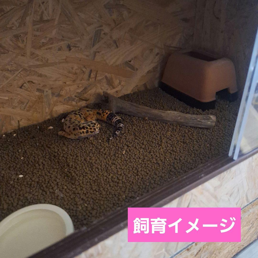 【まとめ特価】コスパ重視！OSB木製ケージ2個セット