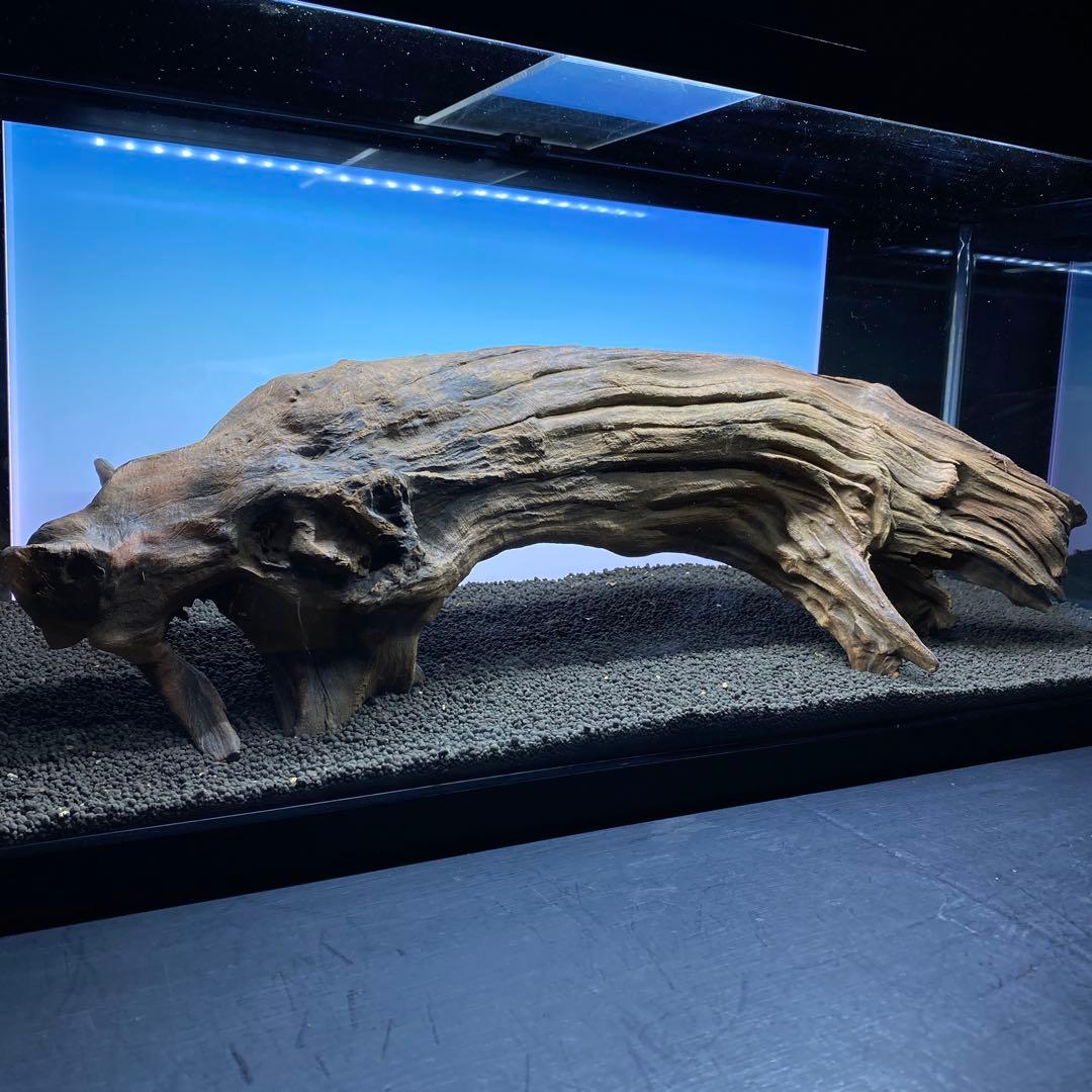 MRW-6331 特大自立赤系流木　アーチ流木　1点物　自立流木　90cm水槽用
