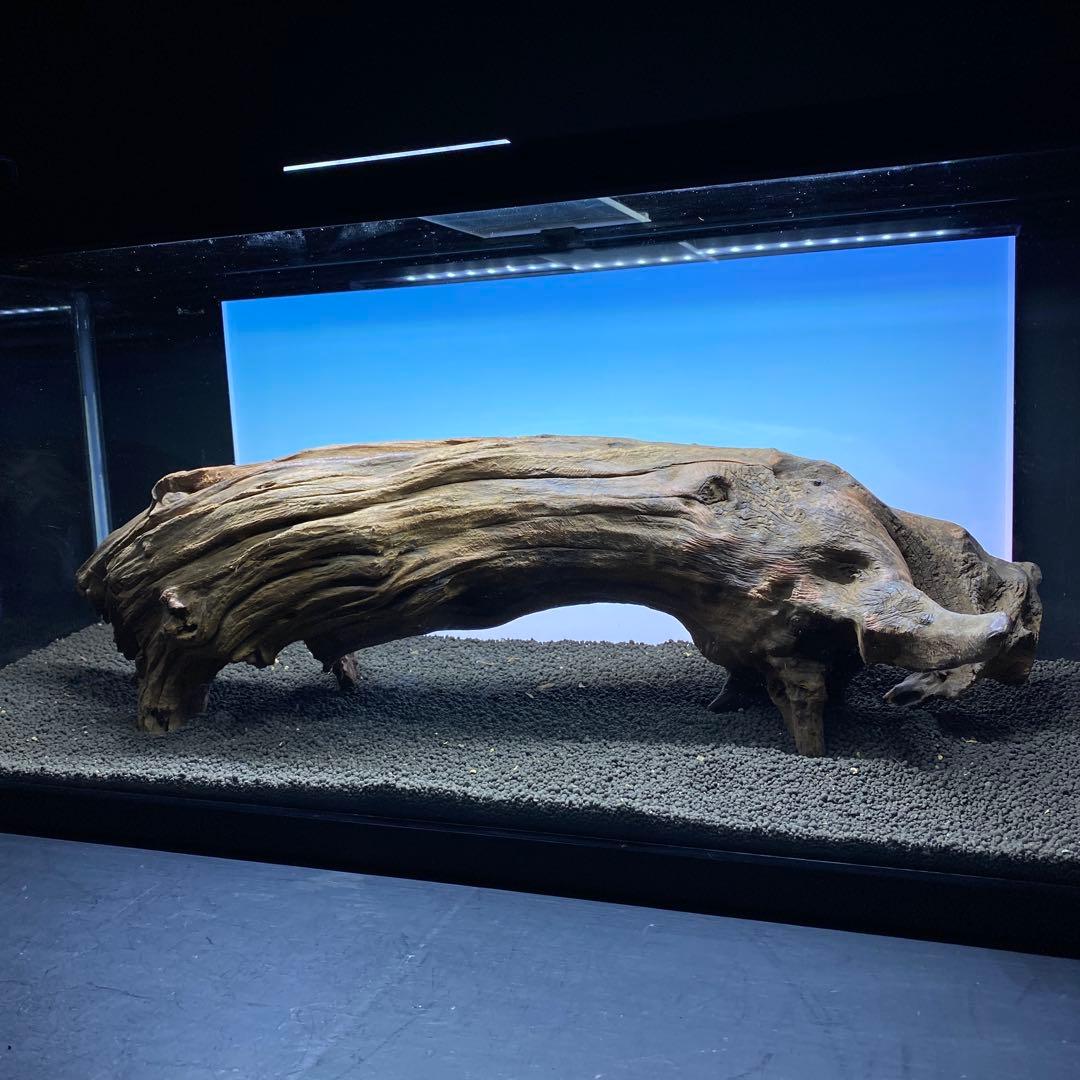 MRW-6331 特大自立赤系流木　アーチ流木　1点物　自立流木　90cm水槽用