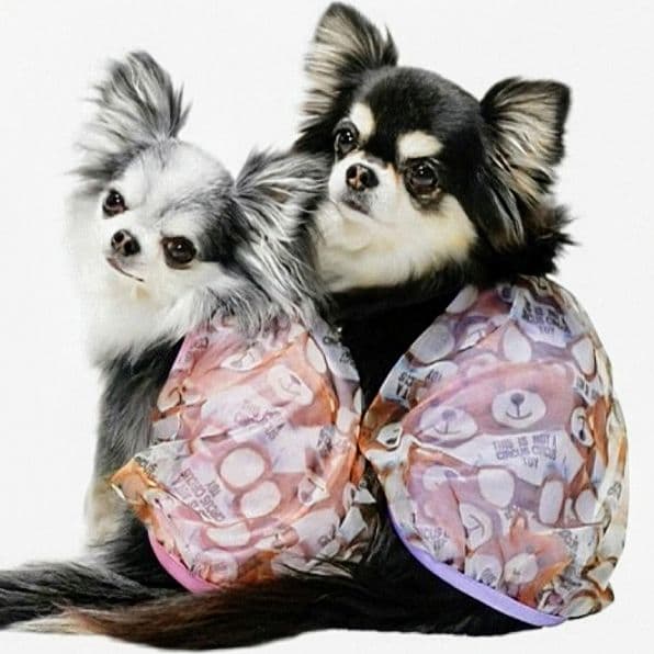 B　Airy Bear キャミ3色セット　サーカスサーカスcircuscircu