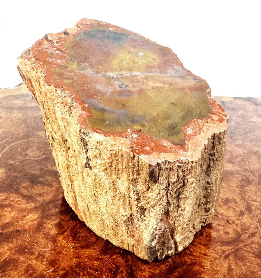 木化石 珍品 瑪瑙化置物 原石 約2kg 唐木 華道 茶道入手困難WWFT082