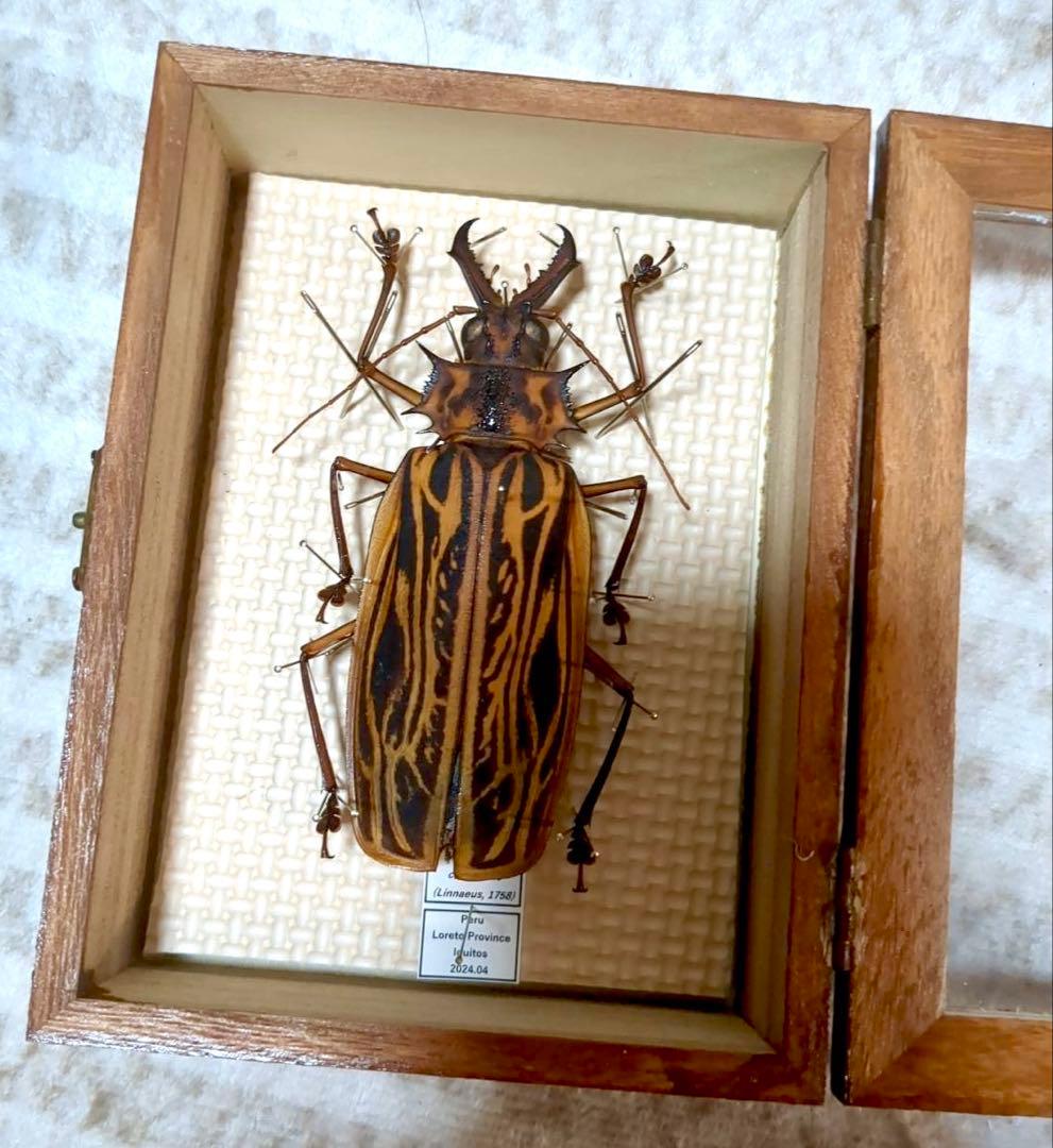 昆虫標本 カシックスノコギリカミキリ オオキバウスバカミキリ ヤマトタマムシ