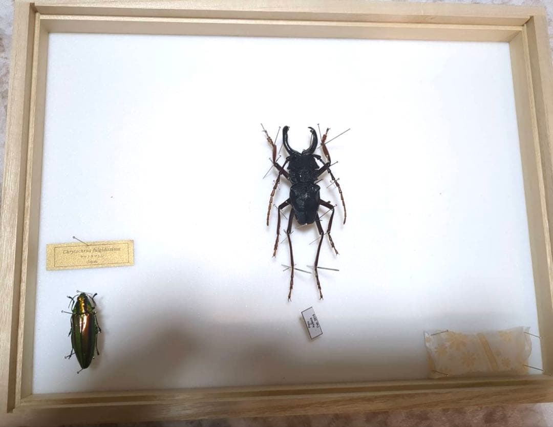 昆虫標本 カシックスノコギリカミキリ オオキバウスバカミキリ ヤマトタマムシ