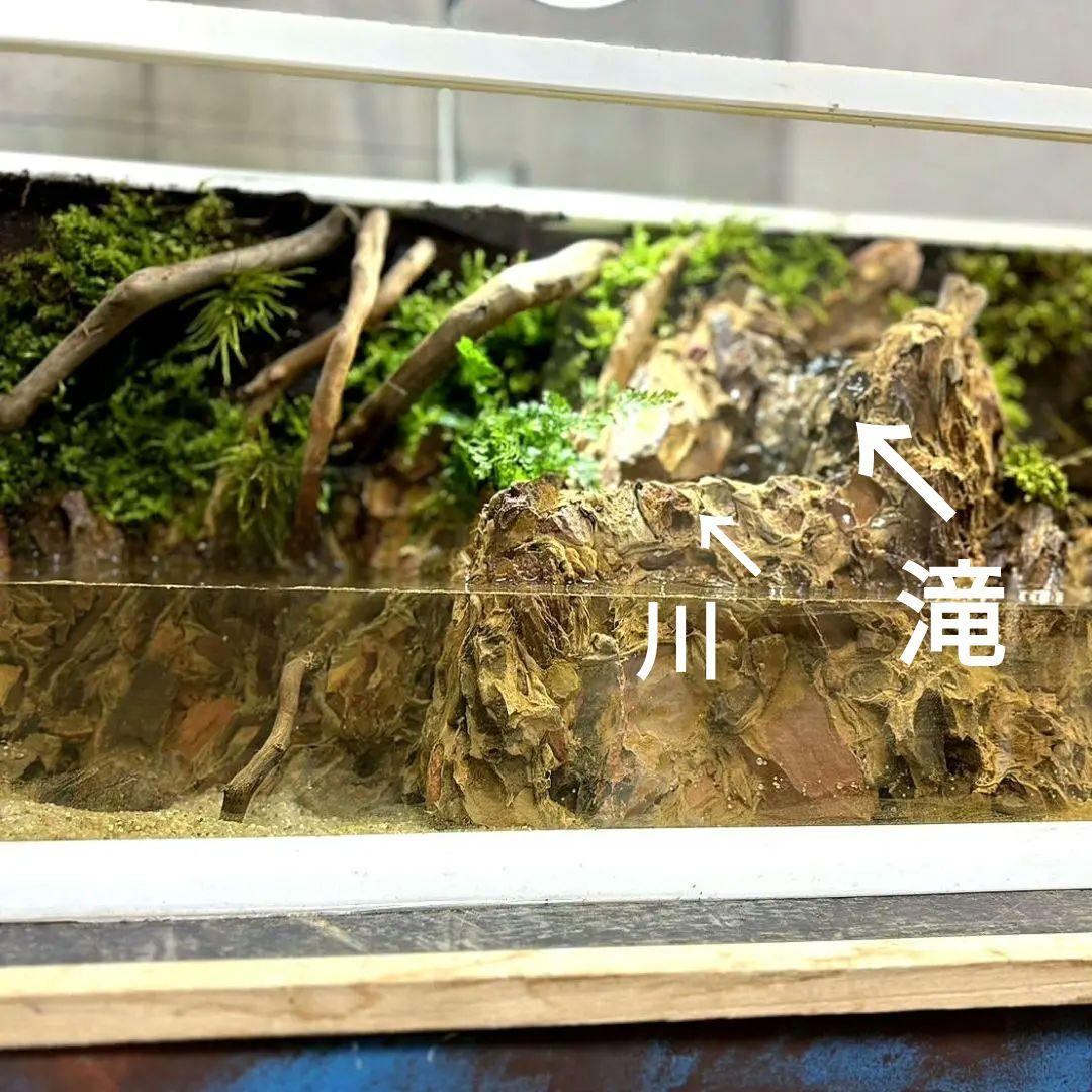 滝の流れるアクアテラリウム　イモリウム　No.1121