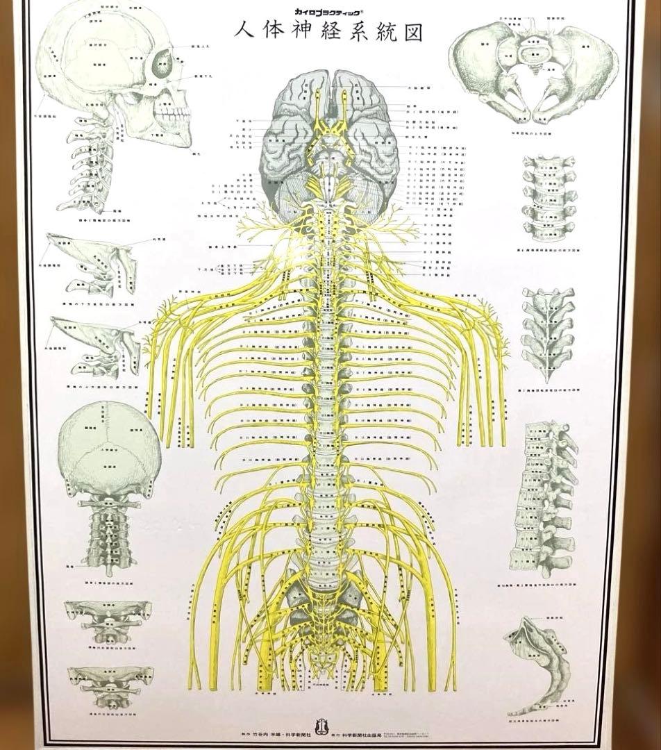 カイロプラクティック　人体神経系統図パネル 自律神経系統図パネル2枚セット
