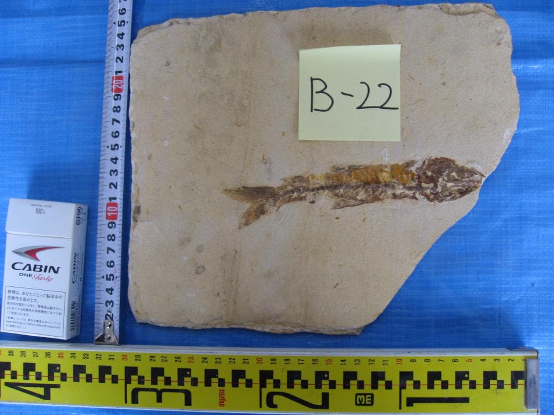 化石　F-1 B-6 B-22 B-23