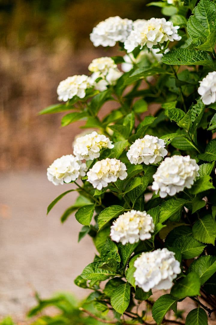 ■極上品■Canon EF 85mm f/1.2L USM レンズ