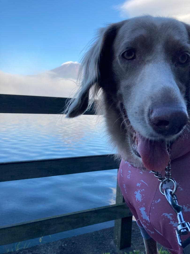 大型犬。ALPHAICONドックガードクール　ピンクXL