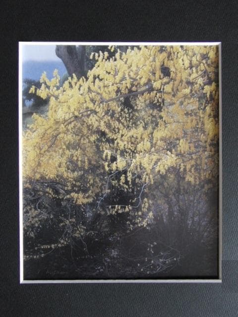 藤原秀一、【ヒュウガミズキ】、希少な限定額装用画集画、新品高級額 額装付