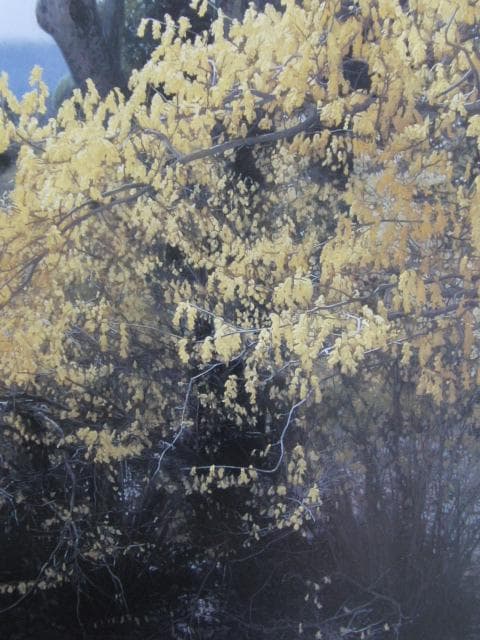 藤原秀一、【ヒュウガミズキ】、希少な限定額装用画集画、新品高級額 額装付