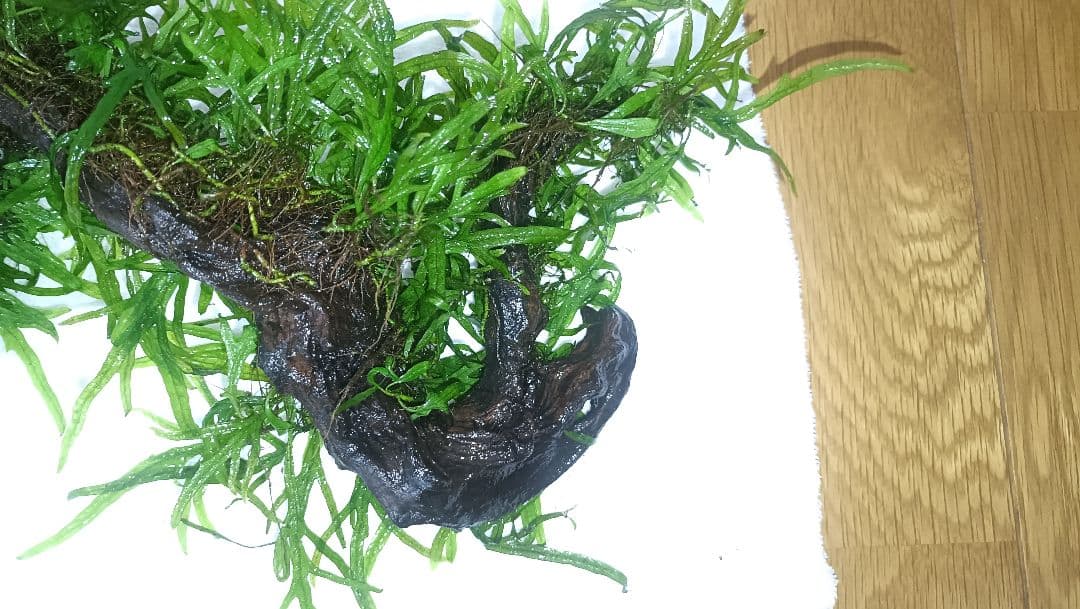 ミクロソリウム　サラワクカピット