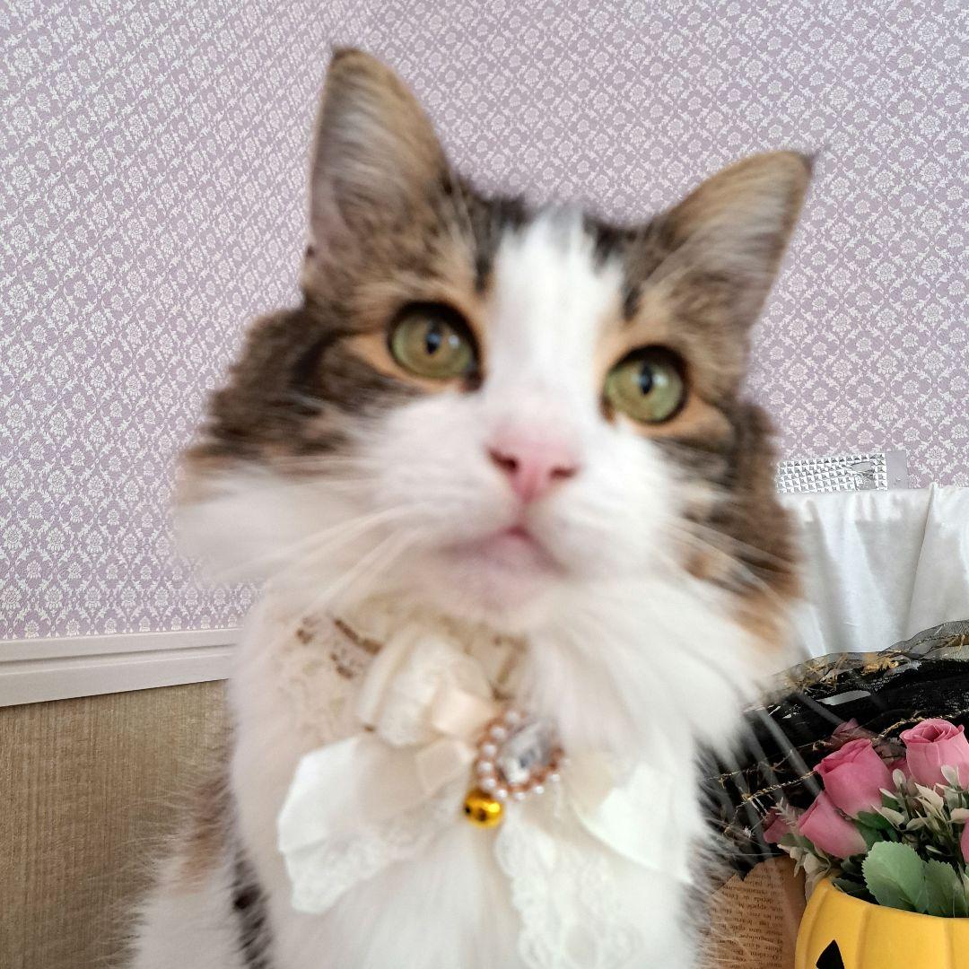 短毛ちゃんにも♥️中世ヨーロッパ風チョーカー(ホワイト⑤)わんちゃん猫ちゃん用