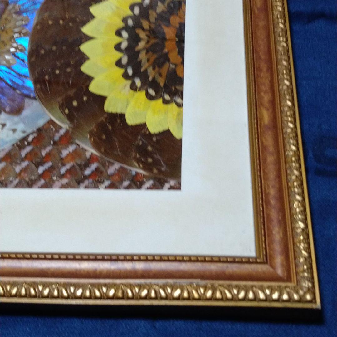 モルフォ蝶の羽アート絵