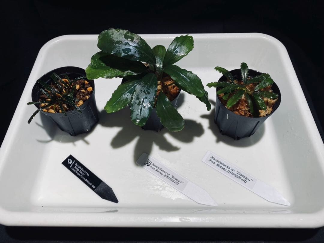 【HW便】ブセファランドラ セット⑤